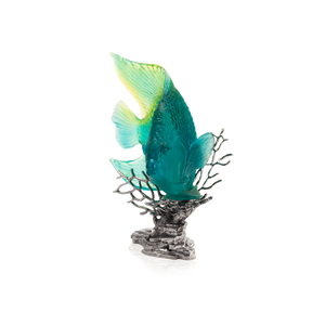 Maya Turquoise Royal Angelfish