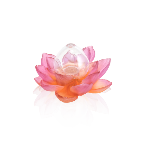 Amber Pink Soliflore - Jardin de Lotus