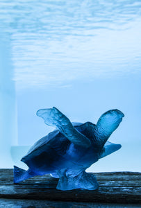 Coral Sea Large Blue Sea Turtle