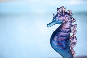 Coral Sea Blue Pink Seahorse